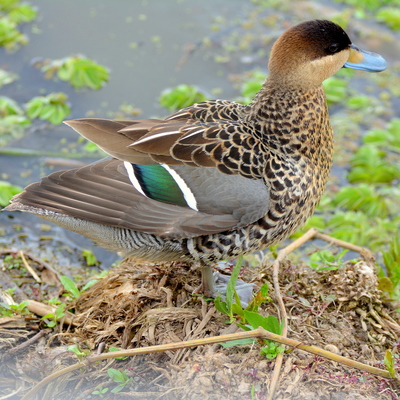 Silver Teal (2)